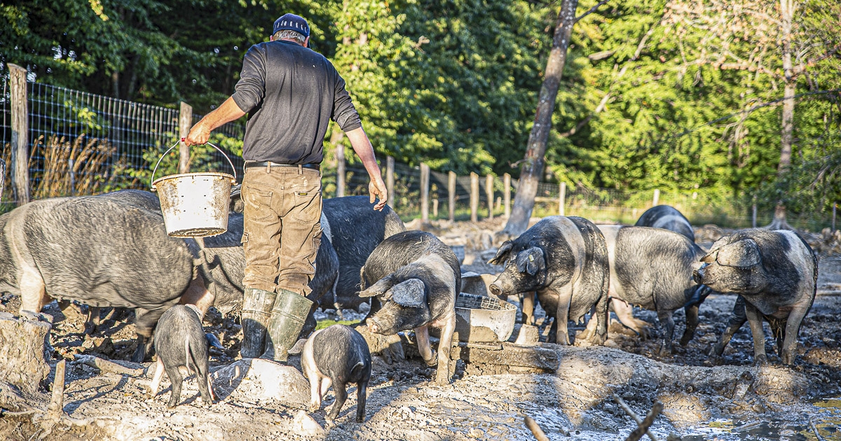 RMDSZ: megnöveltük a sertés- és baromfitenyésztésre, valamint a zöldségtermesztésre nyújtott állami támogatás keretösszegét
